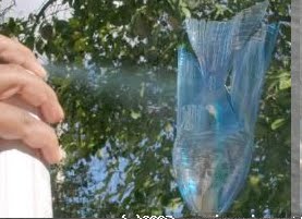 Ikan Botol  maydikasapti